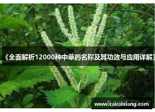 《全面解析12000种中草药名称及其功效与应用详解》
