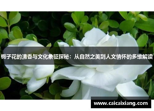 栀子花的清香与文化象征探秘：从自然之美到人文情怀的多维解读